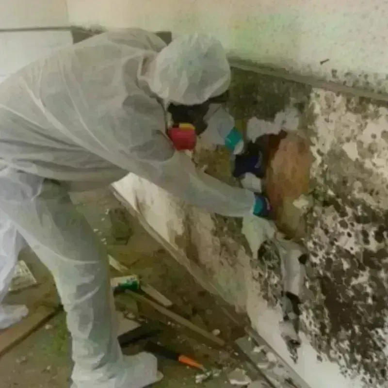 Mold Remediation and Removal in Coffey County, KS